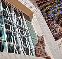Jade - Hóspede do Hotel para gatos Joaninha