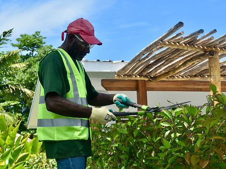Hedge Trimming
