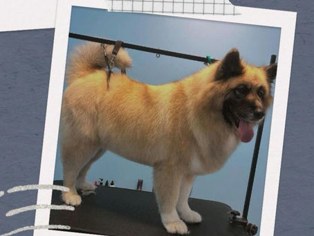 🐶 Understanding Coat Types: What Grooming Tools Do You Need at Home?