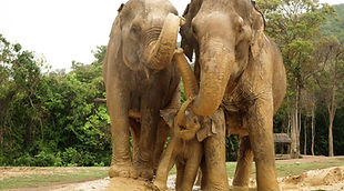 "Donation Day" 24 July, a call for help for 21 Elephants