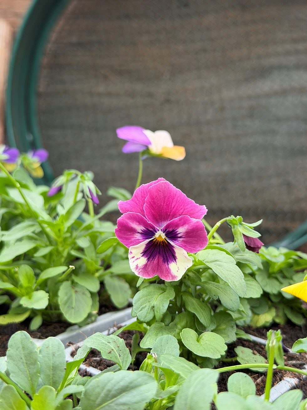 Thumbnail: Trailing Pansy Tray