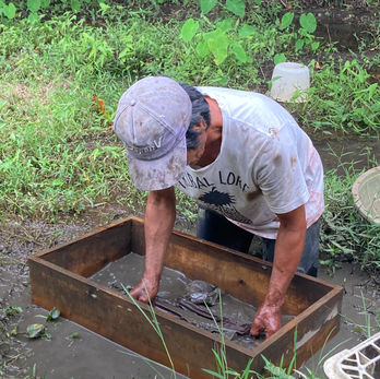 traditional plant-based dyeing with a local craftsman.