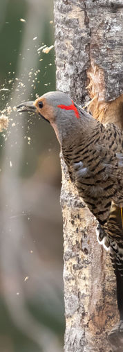 oiseaux oiseau faune ailee wildlife bird wild quebec canada