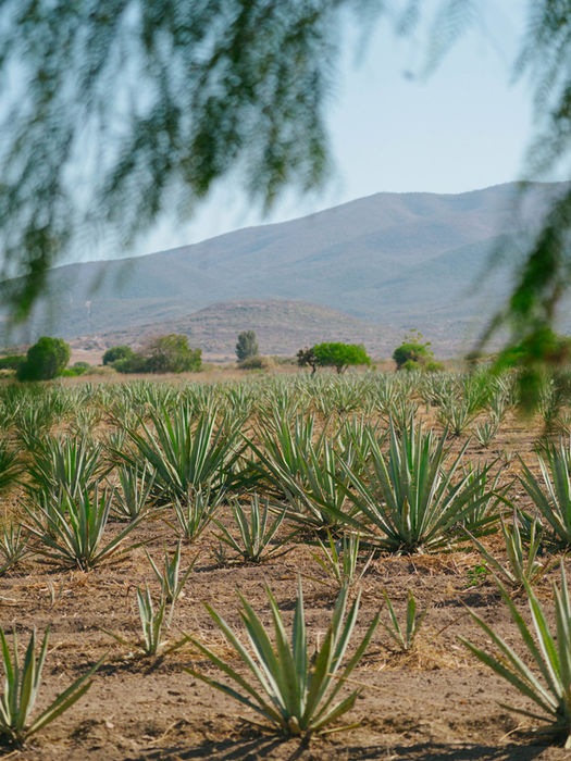 Scenic view of agave plants growing in rows in Oaxaca