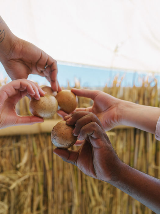 Hands raising eggs with a golden field in the background