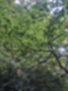 Tree Canopy 2.jpg