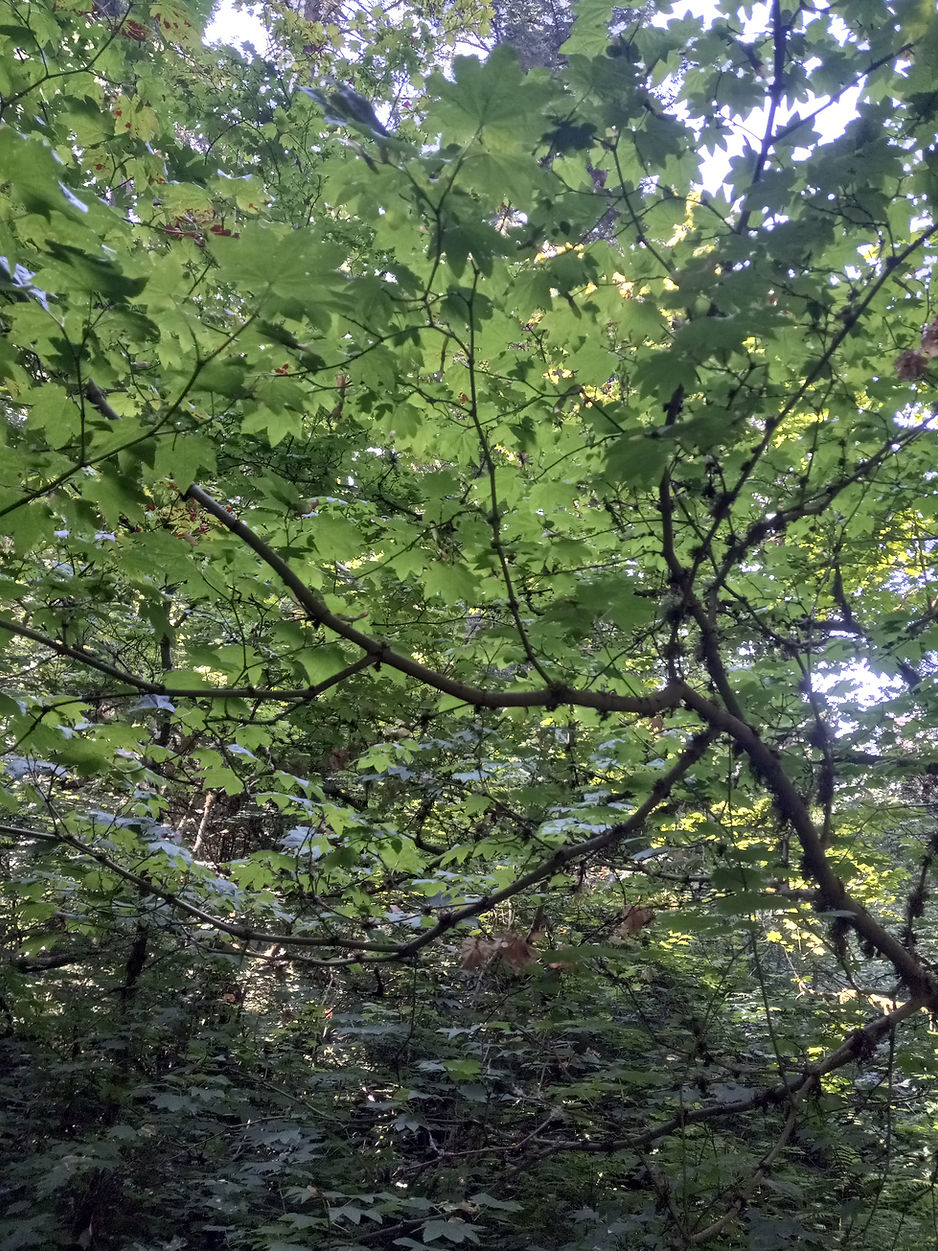 Tree Canopy 2.jpg