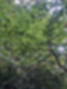 Tree Canopy 2.jpg