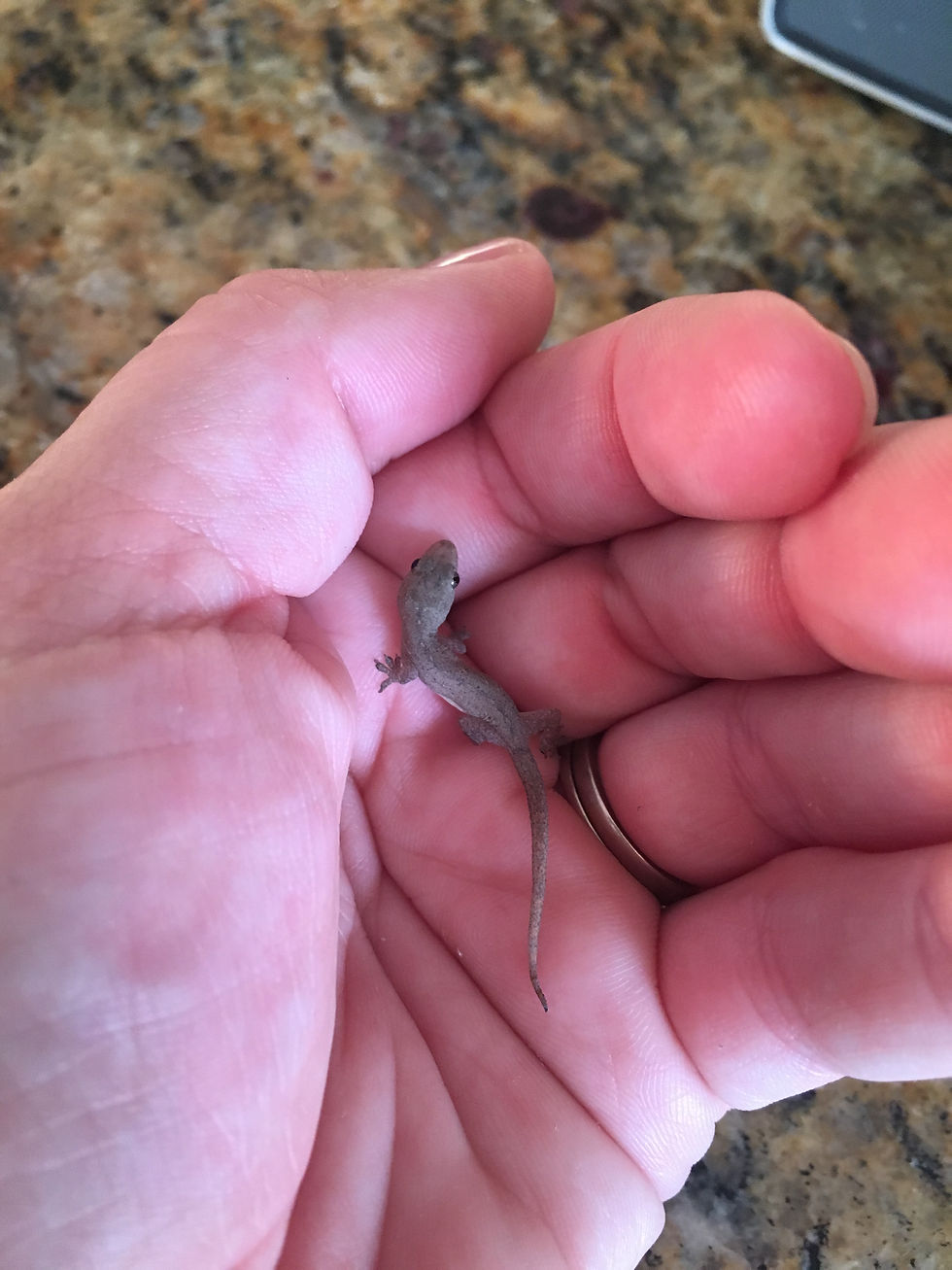 Little visitors