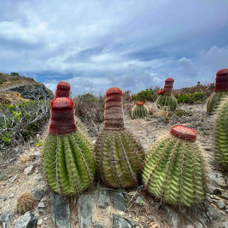 Turk's head cactus on the Ram Head Trail