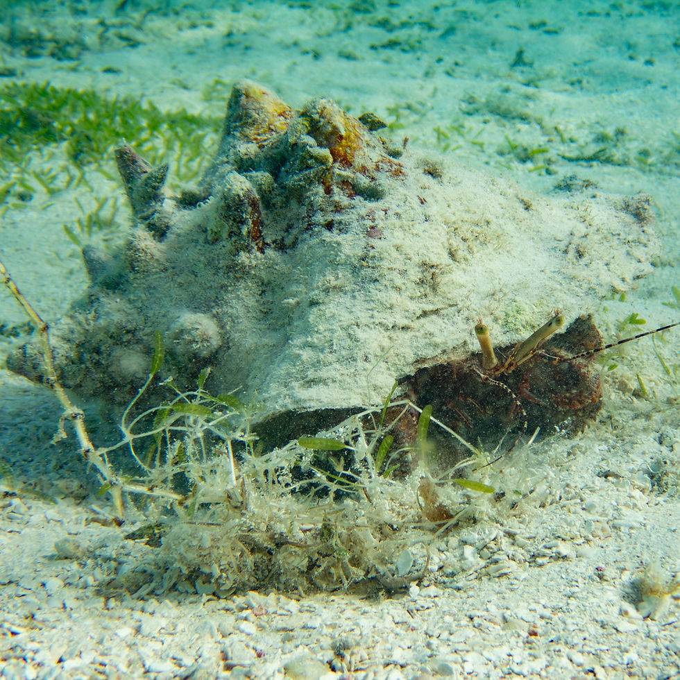 Queen Conch shell repurposed as a home by a giant hermit crab in the Virgin Islands.