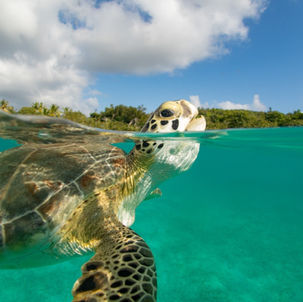 Green sea turtle surfacing for air in St. John USVI seagrass bed