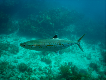 Cero Mackerel 