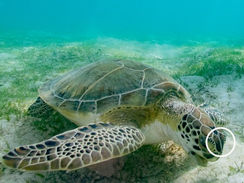 Green sea turtle eating seagrass in St. John USVI, highlighting the one pair of facial scutes