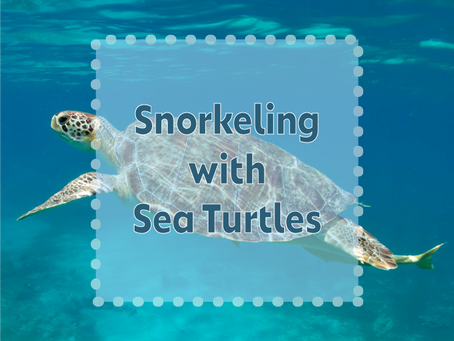 Green sea turtle swimming peacefully in clear Caribbean waters