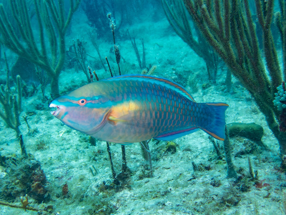 Princess parrotfish swimming through a soft coral reef while snorkeling in the Virgin Islands.