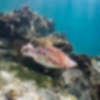 Sea turtle gliding through clear Caribbean waters on a Blue Water Charters USVI snorkel adventure.