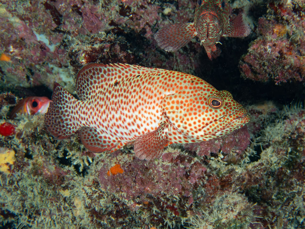 Two Graysby beneath a coral reef ledge in the U.S. Virgin Islands, with one fish in the foreground watching the camera while another peers from behind.