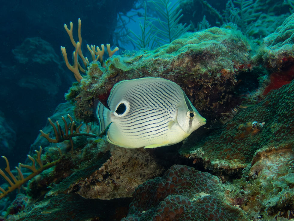 Side view of a Foureye Butterflyfish showing the black false eye near the tail and the dark stripe through its real eye while swimming over a Caribbean coral reef.