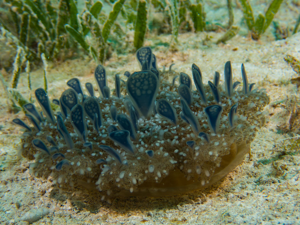 Upside-down jellyfish resting on the seafloor among seagrass with its tentacles facing upward in the Virgin Islands.