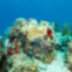 Sergeant Major damselfish protecting its eggs on coral in Virgin Islands marine life