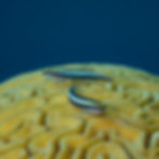 Sharknose Gobies on a brain coral, part of Virgin Islands marine life.