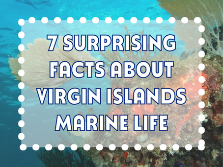 Underwater reef scene showcasing Virgin Islands marine life with colorful corals.