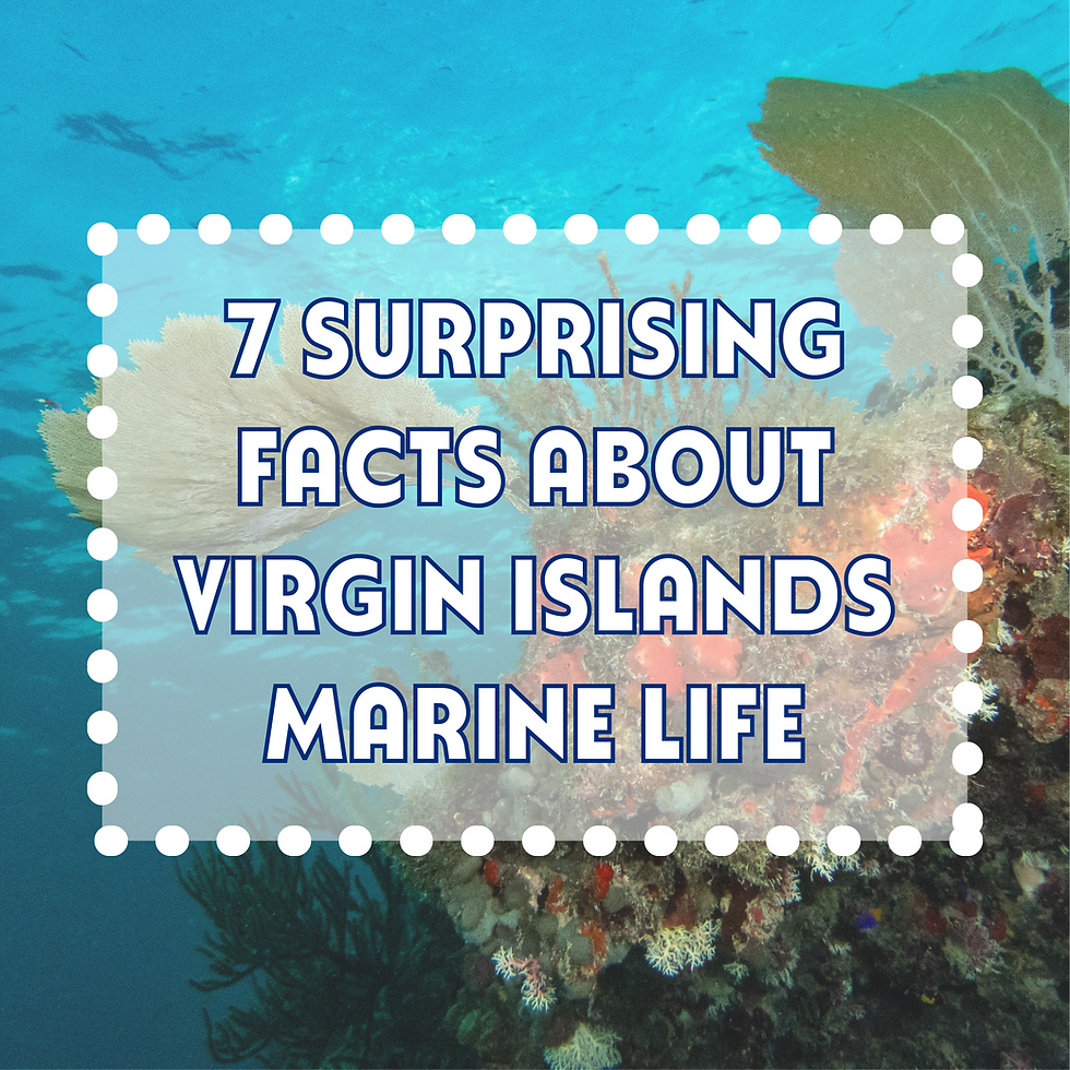 Underwater reef scene showcasing Virgin Islands marine life with colorful corals.