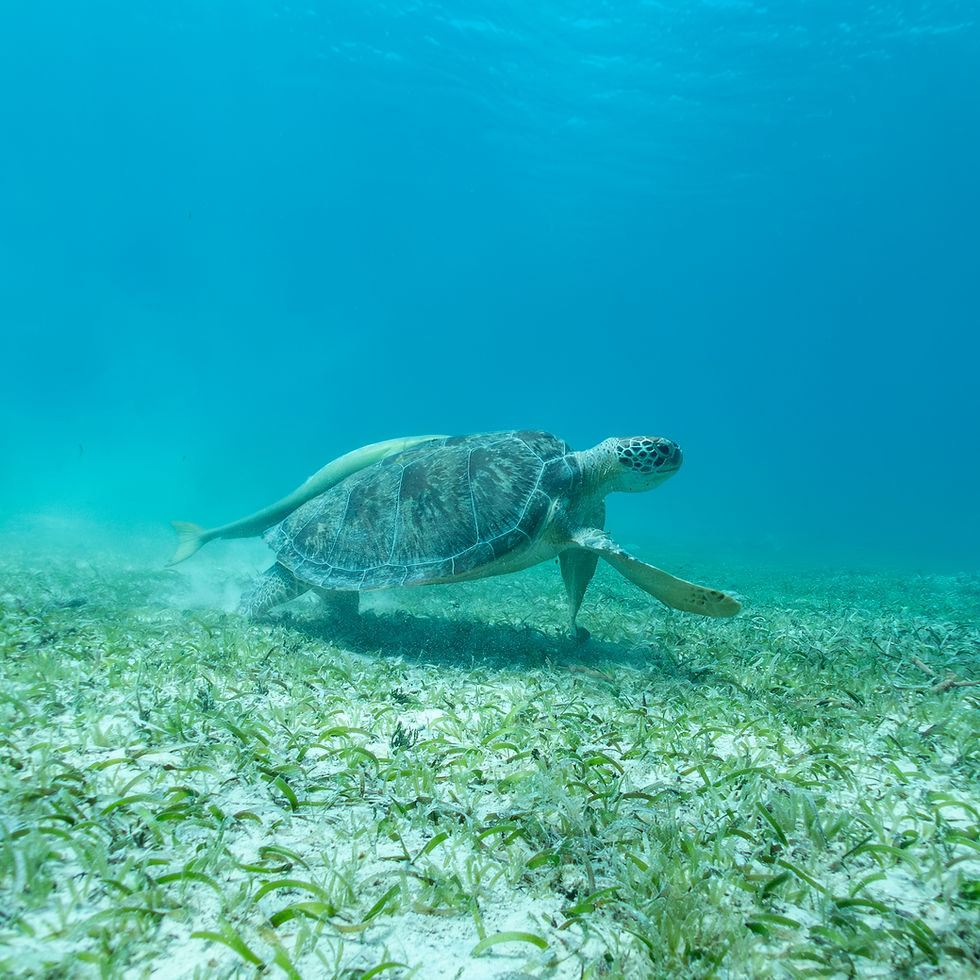 Green sea turtle with a remora attached over a seagrass bed in the Virgin Islands.