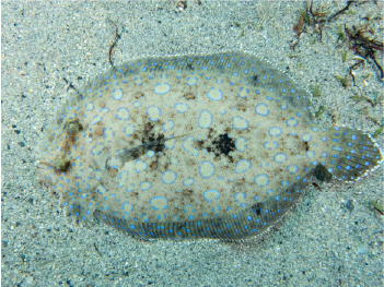 Peacock flounder 