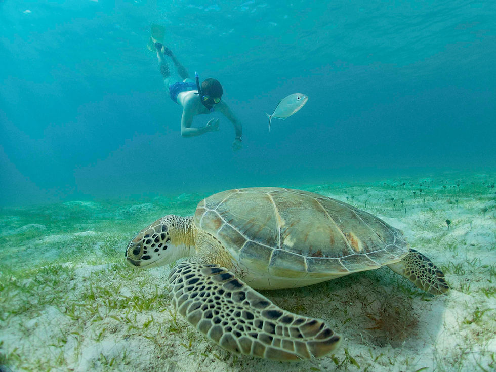 Snorkeler swimming near a sea turtle in the Virgin Islands
