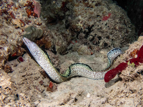 A spotted moray eel moving from one hidey-hole to another
