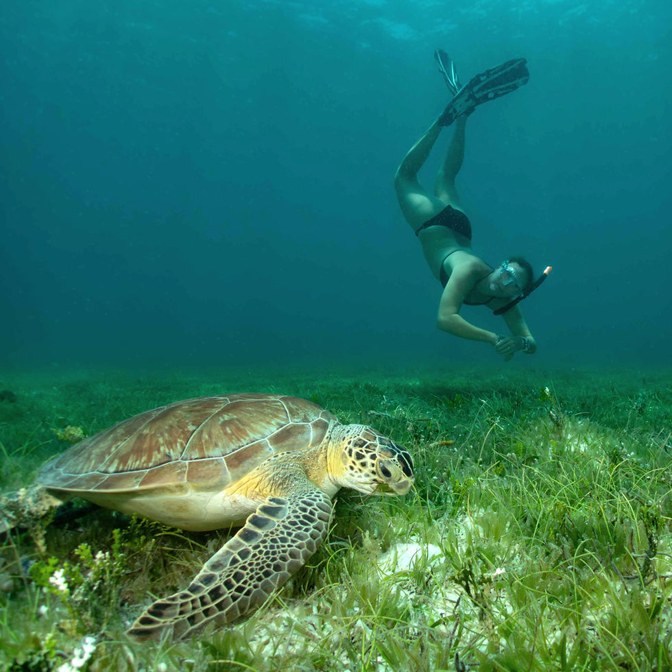 Guest snorkeling with a sea turtle during a private boat charter in St. John USVI