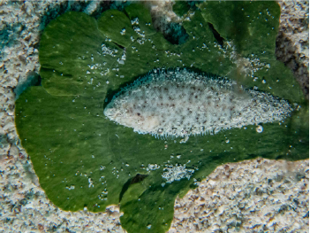Ocellated tonguefish 