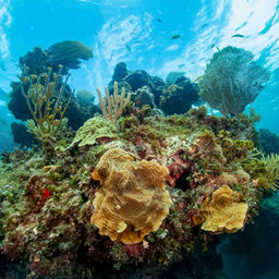 Colorful coral reef seen while snorkeling on a private boat charter in St John, USVI
