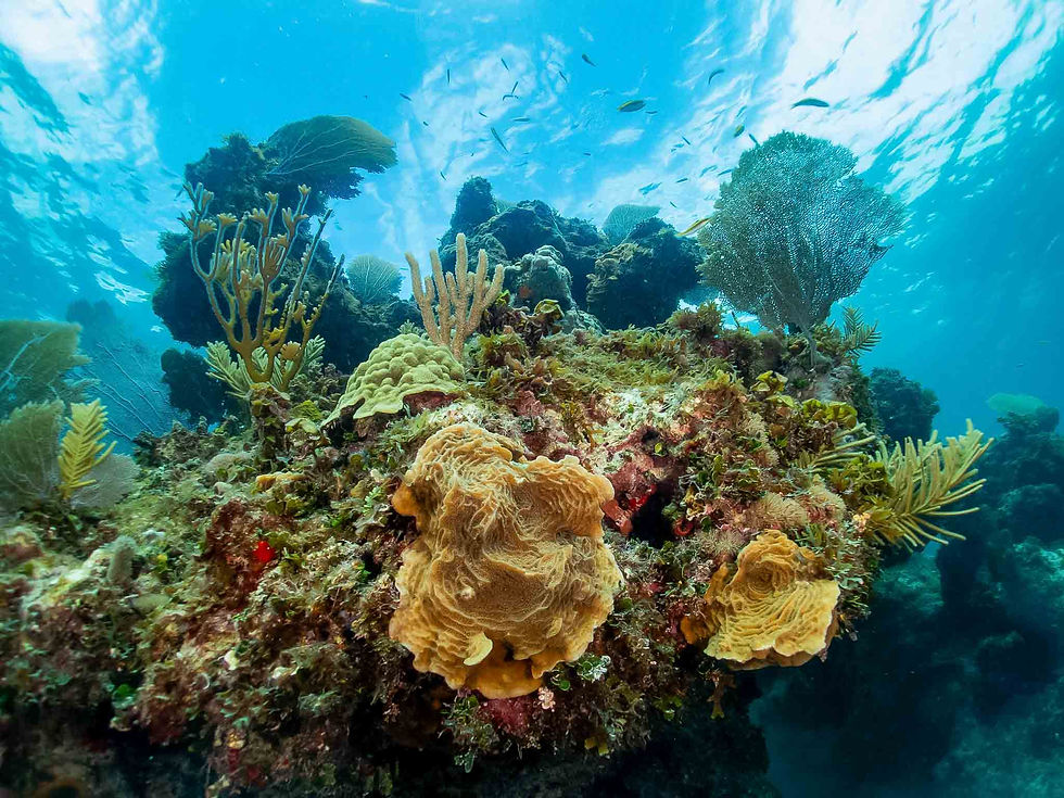 A beautiful coral reef in the US Virgin Islands