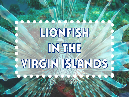 Lionfish in the Virgin Islands showcasing the invasive reef predator targeted by local divers and lionfish tournaments