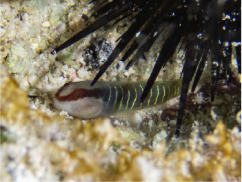 Greenbanded goby 