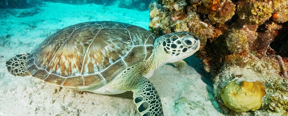 snorkel with sea turtles