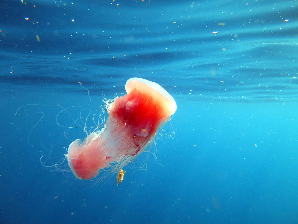 Two pink meanie jellyfish drifting through bright blue Caribbean water.
