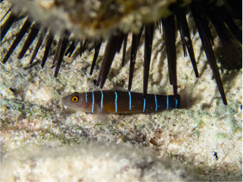 Ninelined goby 