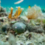 Sailor’s Eyeball algae with feather duster worm on a Virgin Islands coral reef.