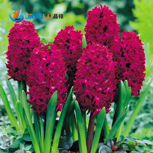 Miniatura: 10 sementes de Hyacinth rarisimo