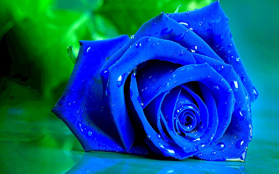 Miniatura: 10 sementes Rosa azul dragão