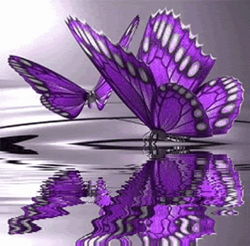 butterfly-purple.gif
