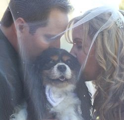 palm desert wedding photography desert willow puppy.jpg