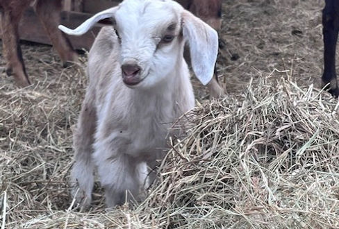 farm1_edited.jpg