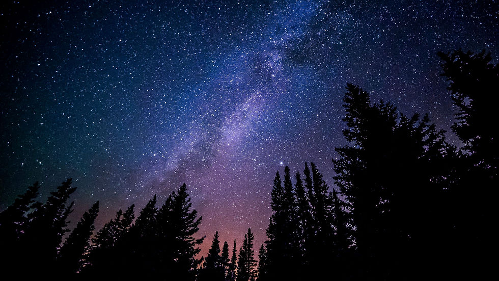 Stars (purple and pink stars with silhouetted trees)
