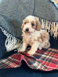 Cavapoo2.jpeg