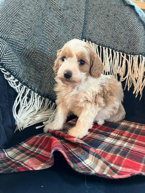 Cavapoo2.jpeg
